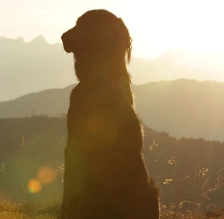 Silhouette eines Hundes mit Bergen im Hintergrund bei Sonnenuntergang