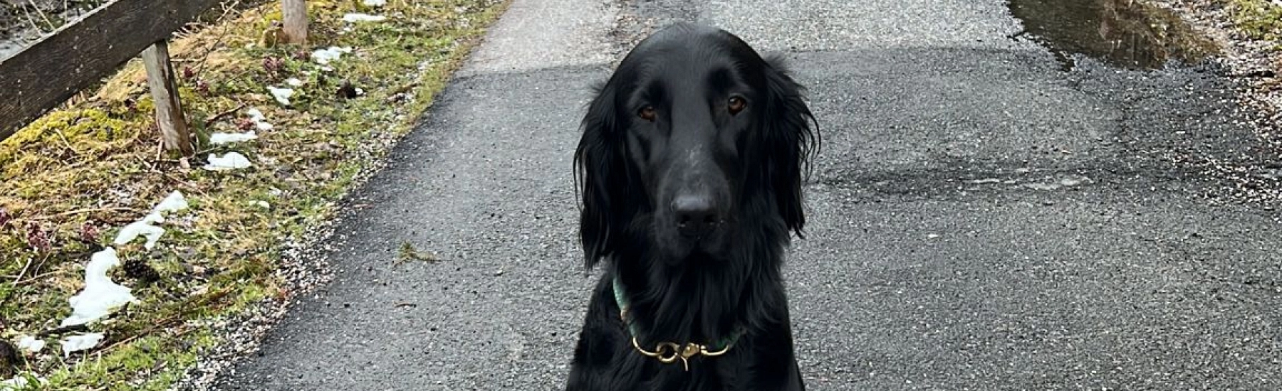 Ein schwarzer Hund steht auf einem Weg, umgeben von Grün