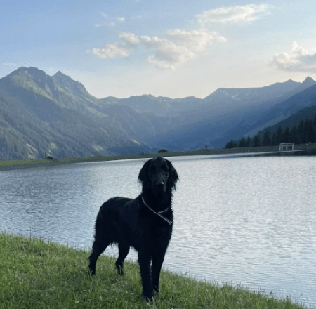 Hund am Ufer eines Sees vor Bergen