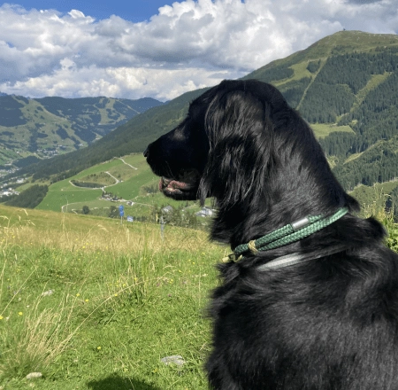 Schwarzhaariger Hund auf einem Hügel mit Bergen im Hintergrund